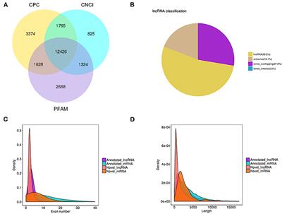 Insights Into Long Non-Coding RNA and mRNA Expression in the Jejunum of Lambs Challenged With Escherichia coli F17